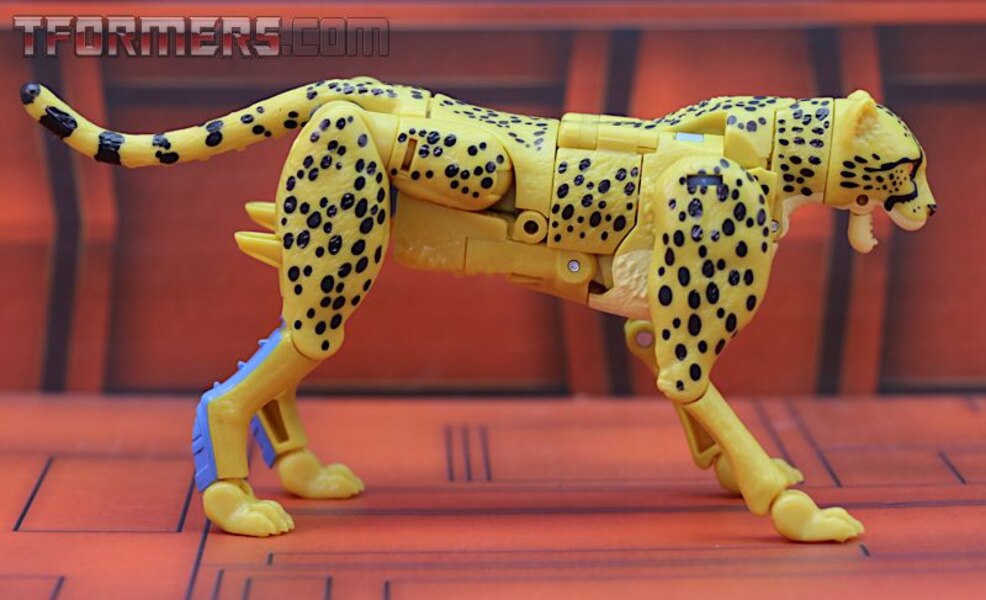 Transformers Kingdom Cheetor Wave 1 Deluxe Class  (14 of 34)